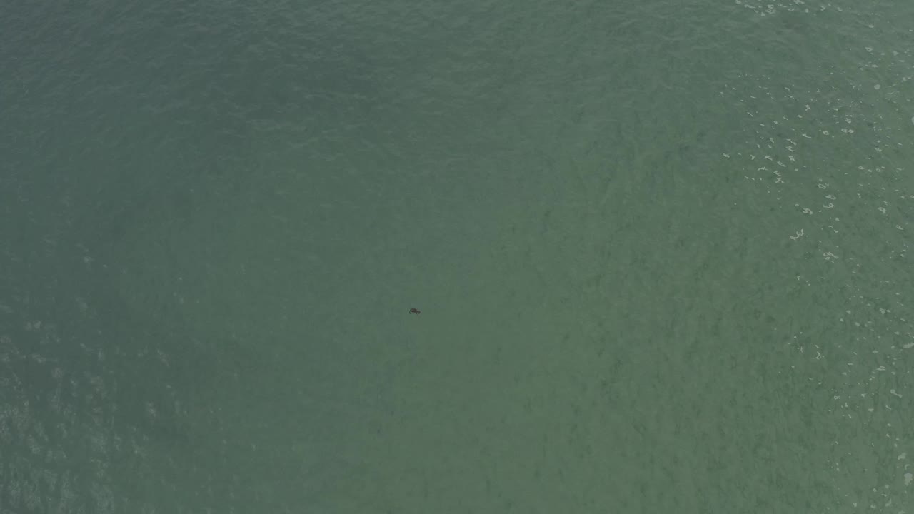 Top-down view of green-blue water in Baja California Sur, Mexico, with soft surface texture, faint darker bands below the surface, a small dark unidentified animal shape lower in frame, and no visible people.