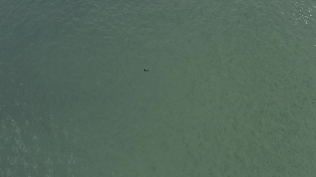 Overhead view of translucent green ocean water in Baja California Sur, Mexico, with faint ripple texture, a small dark shape near the upper left, and no visible people.
