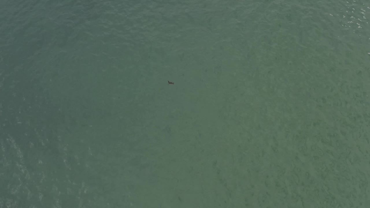 Overhead Baja California Sur ocean frame with translucent green water, a darker wave band crossing the lower portion, a small dark shape near the top, and no visible people.
