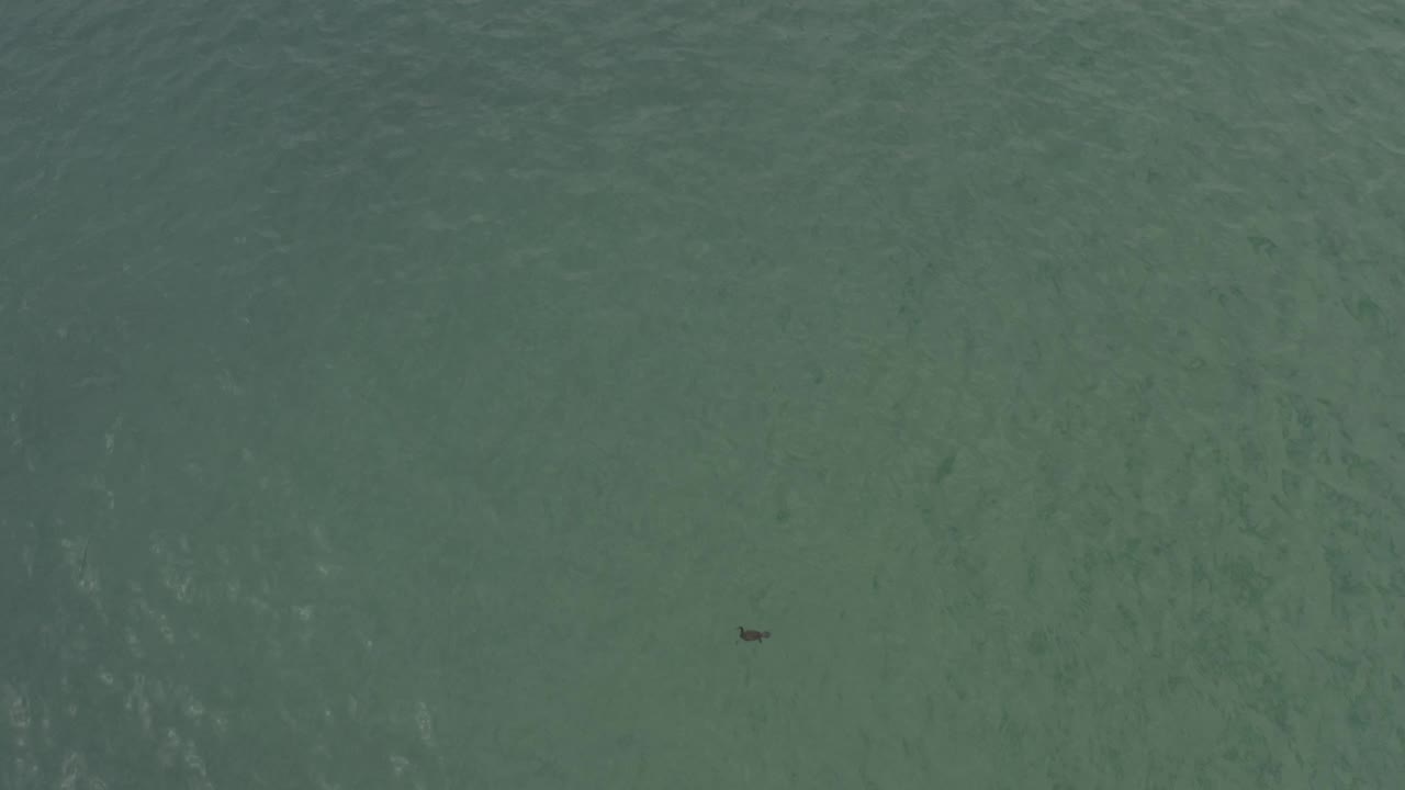 Overhead green water off Baja California Sur, Mexico, with a small dark shape left of center, soft wave texture below it, and no visible people.