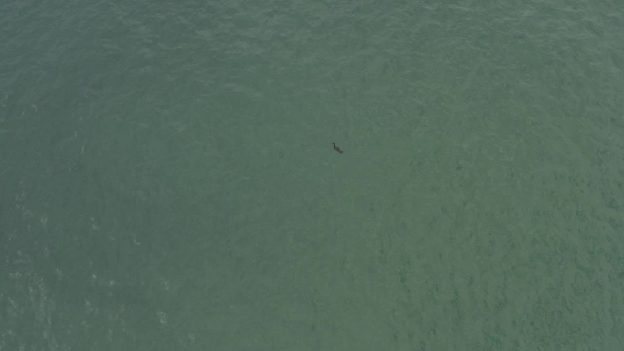 Overhead view of green water in Baja California Sur, Mexico, with a tiny dark fish-like shape near the upper left and no visible people.