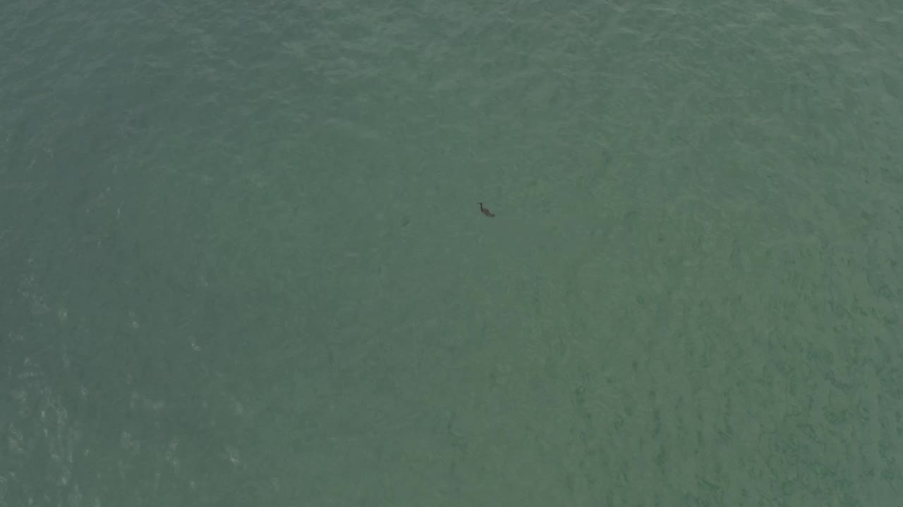 Clear green water in Baja California Sur, Mexico, shows faint ripples and a tiny dark fish-like mark near the upper portion, with no visible people.
