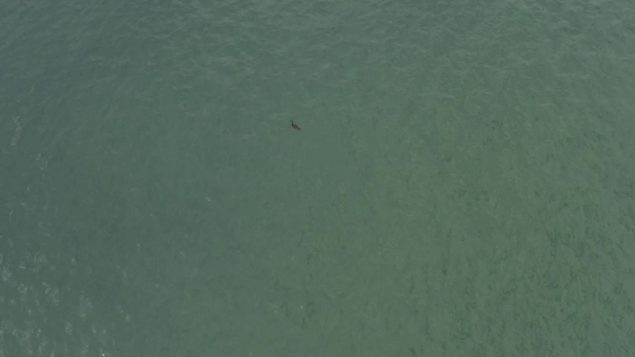Overhead water surface in Baja California Sur, Mexico, with soft green tones, a darker horizontal band, and a tiny fish-like shape toward the upper right, no visible people.