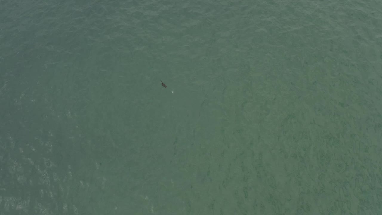 Green ocean water in Baja California Sur, Mexico, fills the frame with a tiny dark fish-like shape left of center and no visible people or structures.