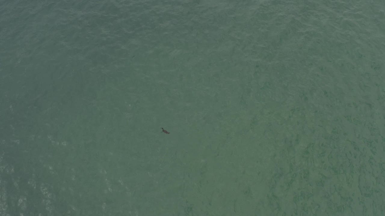 Top-down aerial view of green-blue ocean in Baja California Sur, Mexico, with faint wave texture and a small dark underwater shape near the upper-left area, no visible people.