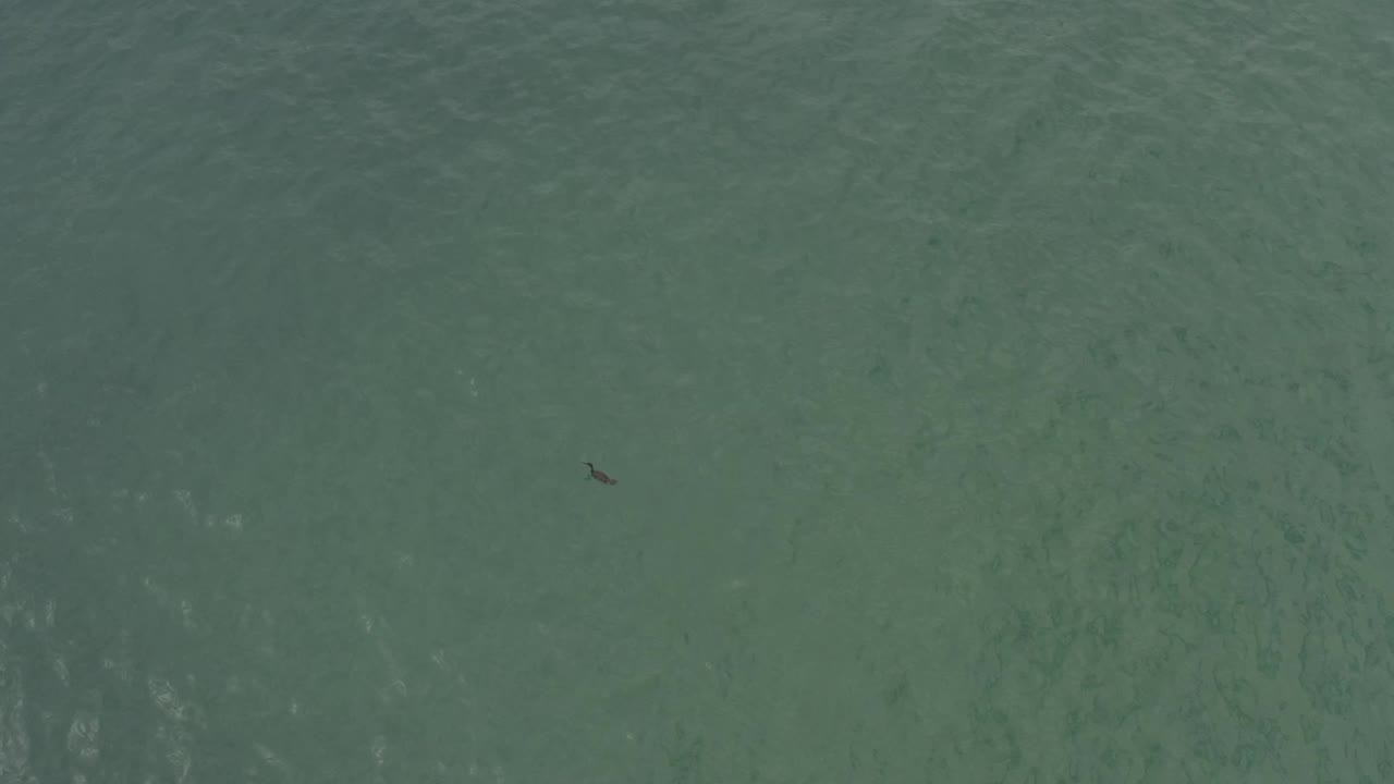 Aerial frame over Baja California Sur ocean water with the dark underwater object closer to the center and subtle wave bands crossing the green surface, no visible people.