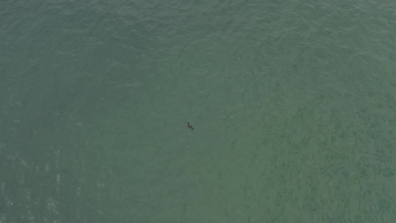 Top-down DJI-style view of Baja California Sur water with a small dark shape toward the upper-right portion of the frame and broad rippled ocean texture, no visible people.