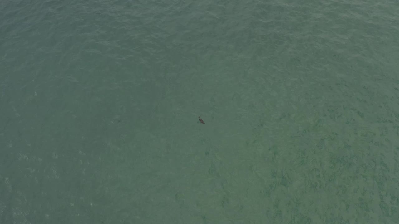 Green ocean surface in Baja California Sur with a small dark mark near the upper center and no visible people.