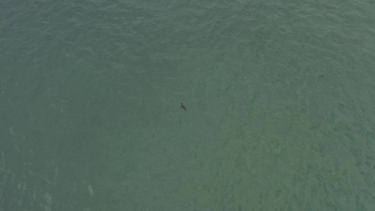 Top-down Baja California Sur seawater with a small dark flying silhouette near the upper right and no visible people.