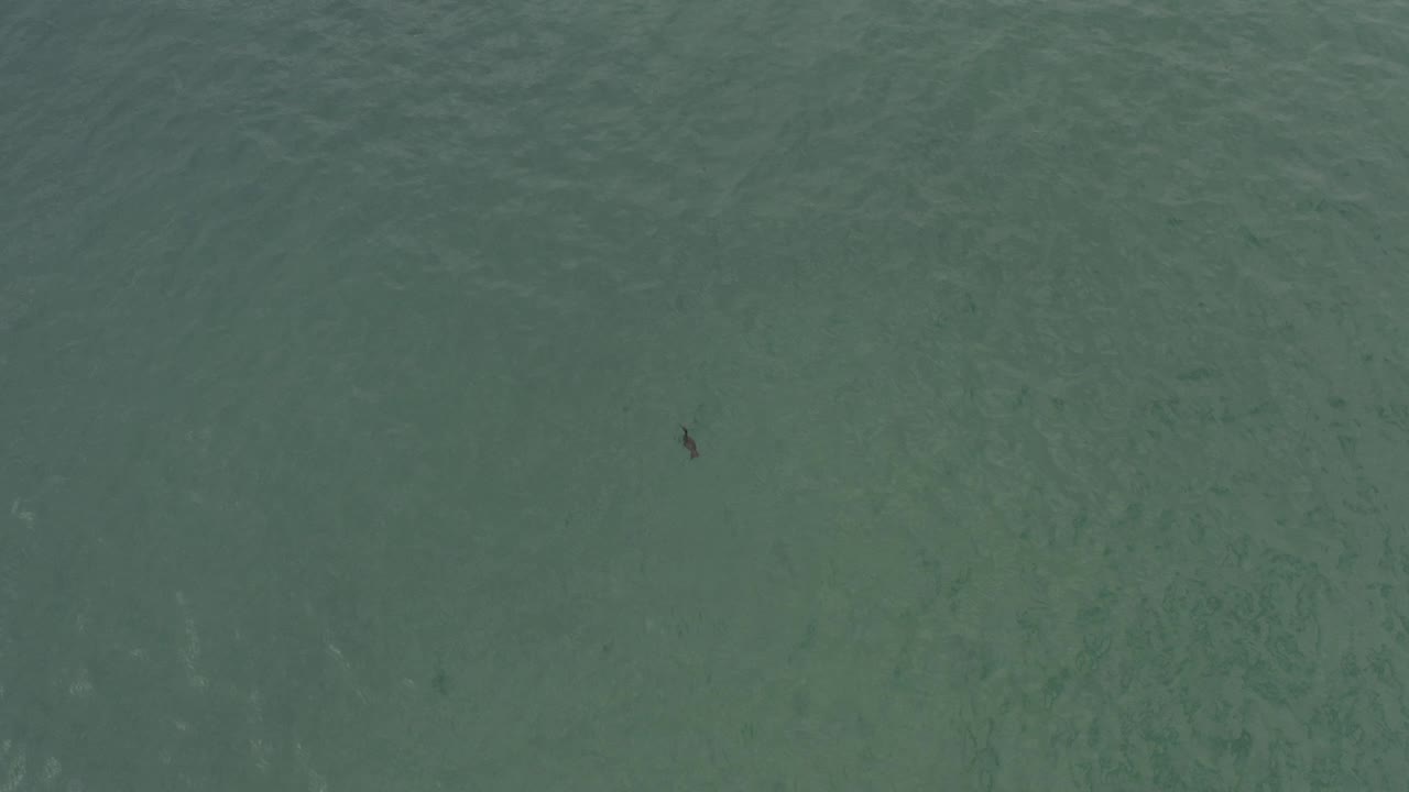 Overhead view of green-blue seawater in Baja California Sur, Mexico, with faint seabed texture, surface ripples, a small fish shape near the lower left, and no visible people.