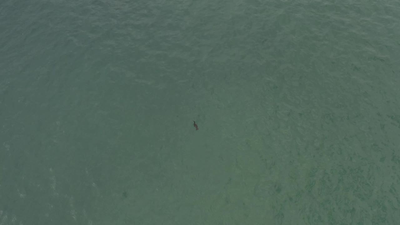 Aerial frame of rippled green-blue seawater in Baja California Sur, Mexico, with a small dark fish shape in the upper left portion and no visible people.