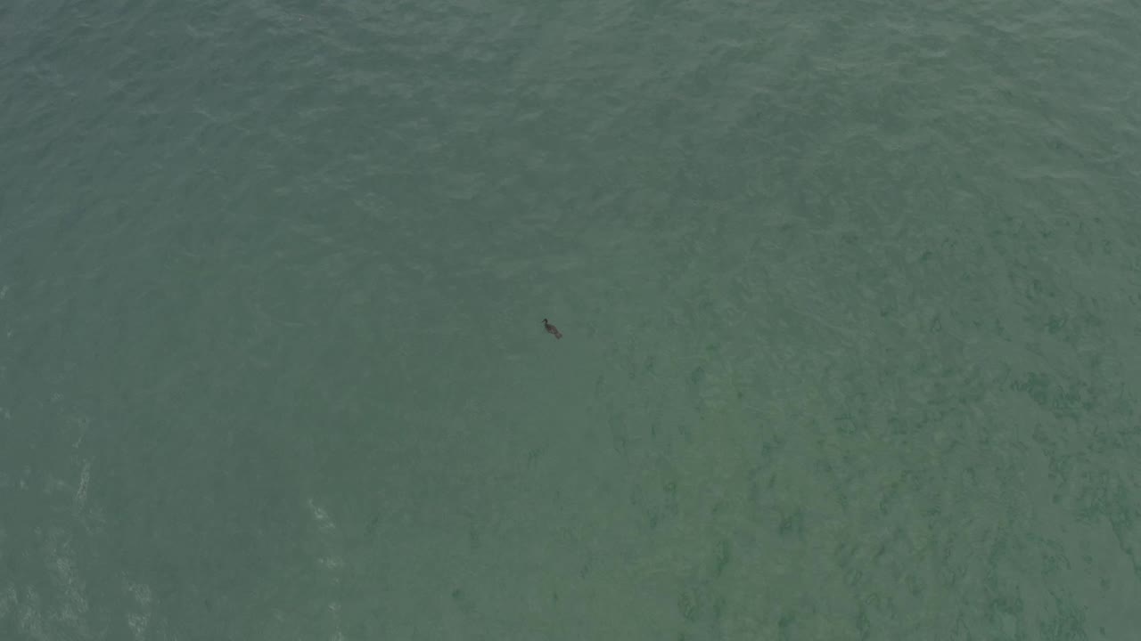 Top-down Baja California Sur seawater with muted green-blue color, faint underwater sand texture, a small fish shape near the upper center, and no visible people.