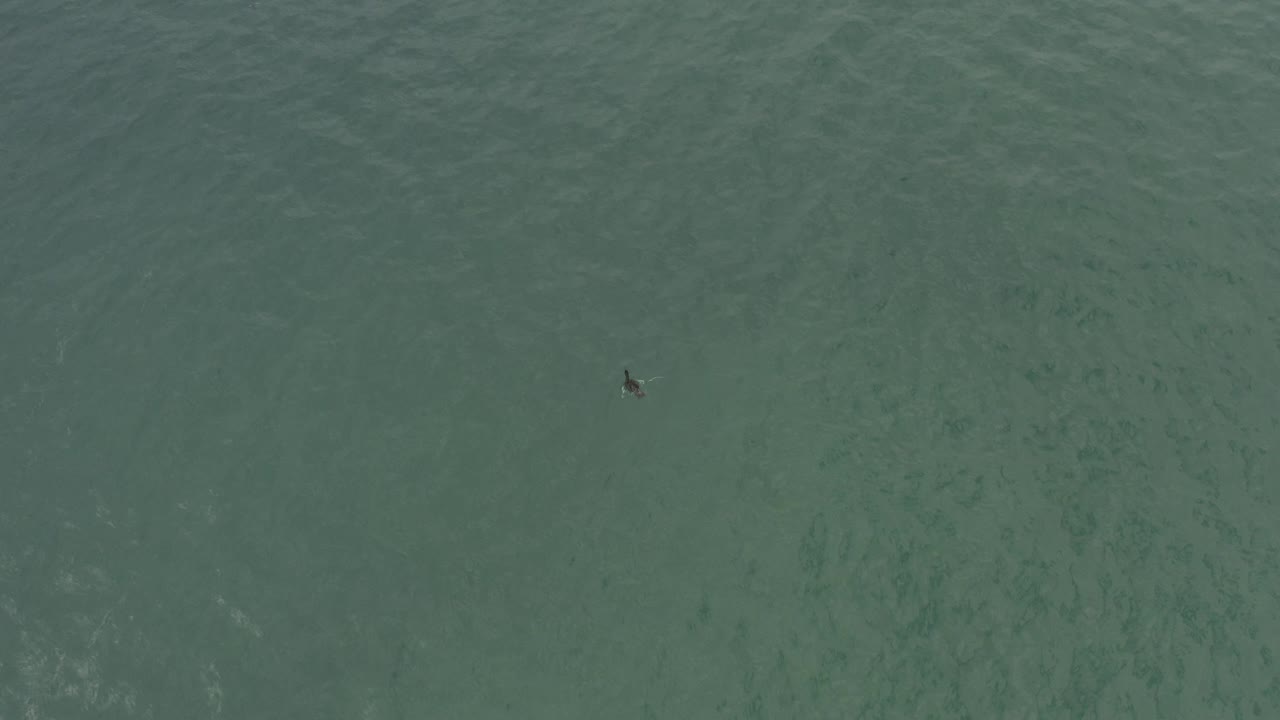 Blue-green ocean surface with a tiny dark floating object near the upper left.