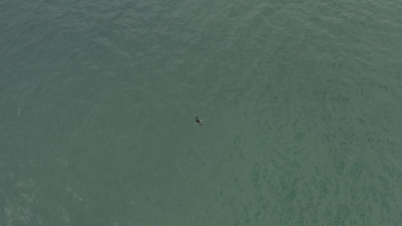 Overhead Baja California Sur ocean frame with blue-green water, subtle ripples, and a small dark grey floating object near the upper center, no visible people.