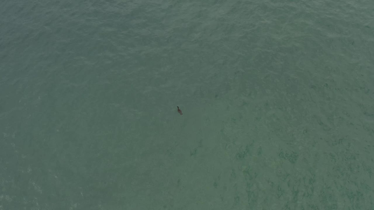 Overhead view of Baja California Sur blue-green ocean with a small dark grey floating object lower on the left side and low-contrast wave streaks, no visible people.