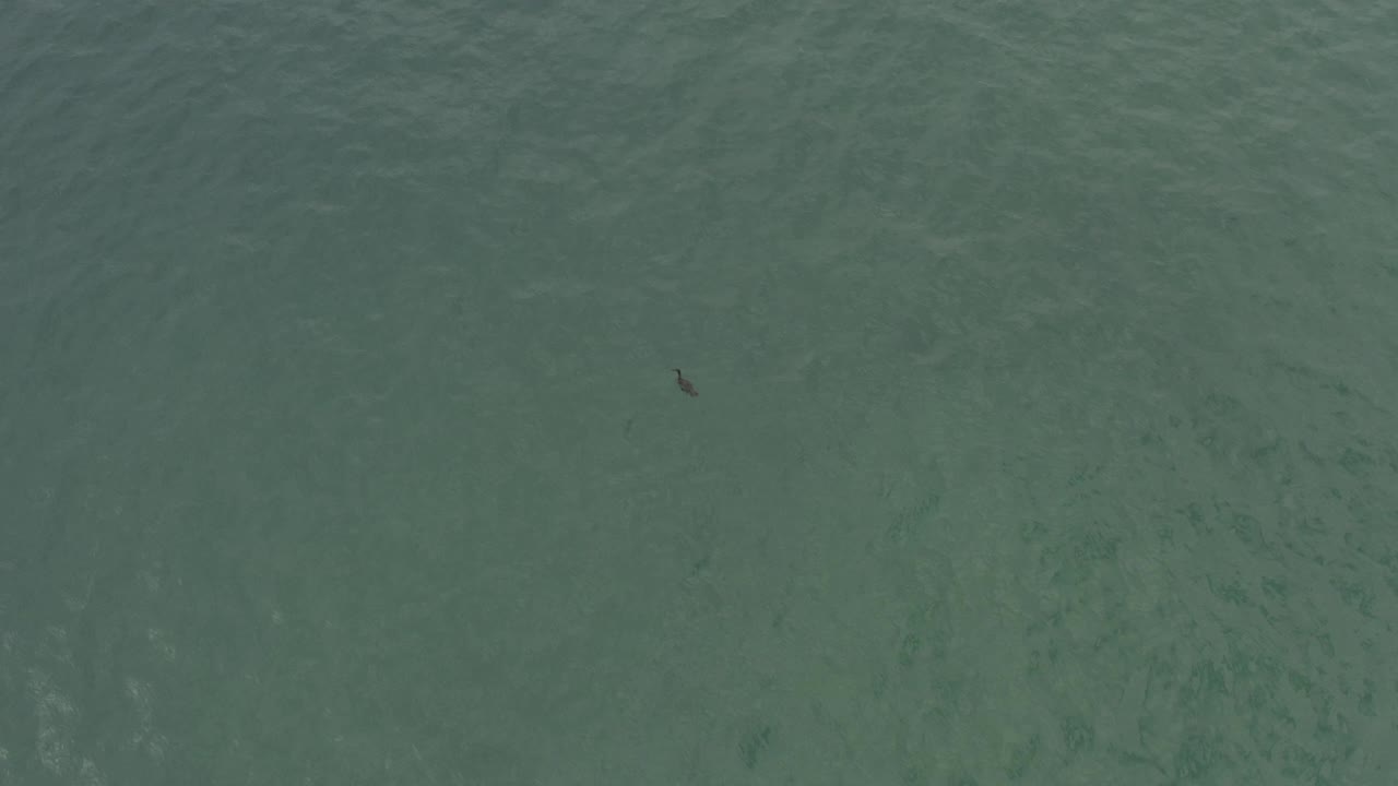 A small dark bird appears near the upper center of a green-blue ocean surface in Baja California Sur, Mexico, with no visible people.