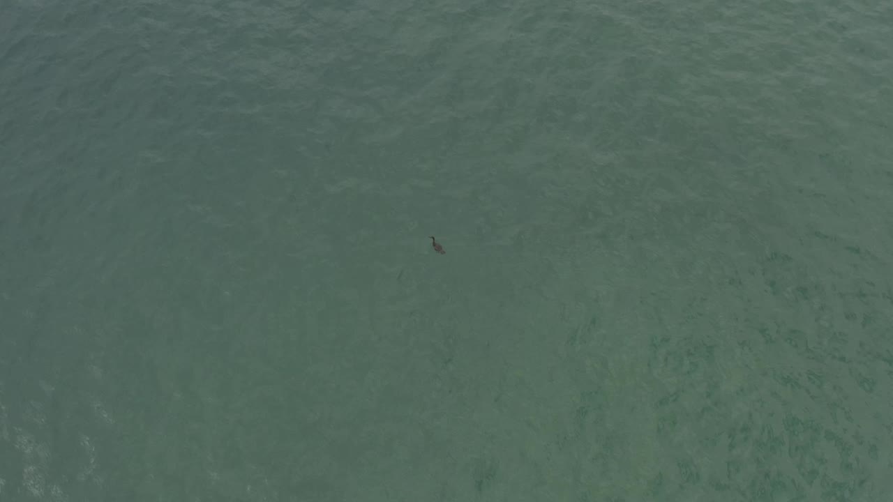 A tiny bird silhouette sits slightly left of center over turquoise water in Baja California Sur, Mexico, with no visible people.