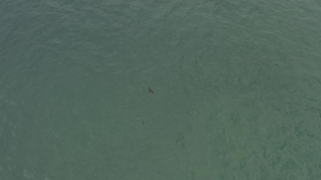 A distant dark bird crosses the upper portion of a green ocean surface in Baja California Sur, Mexico, with no visible people.
