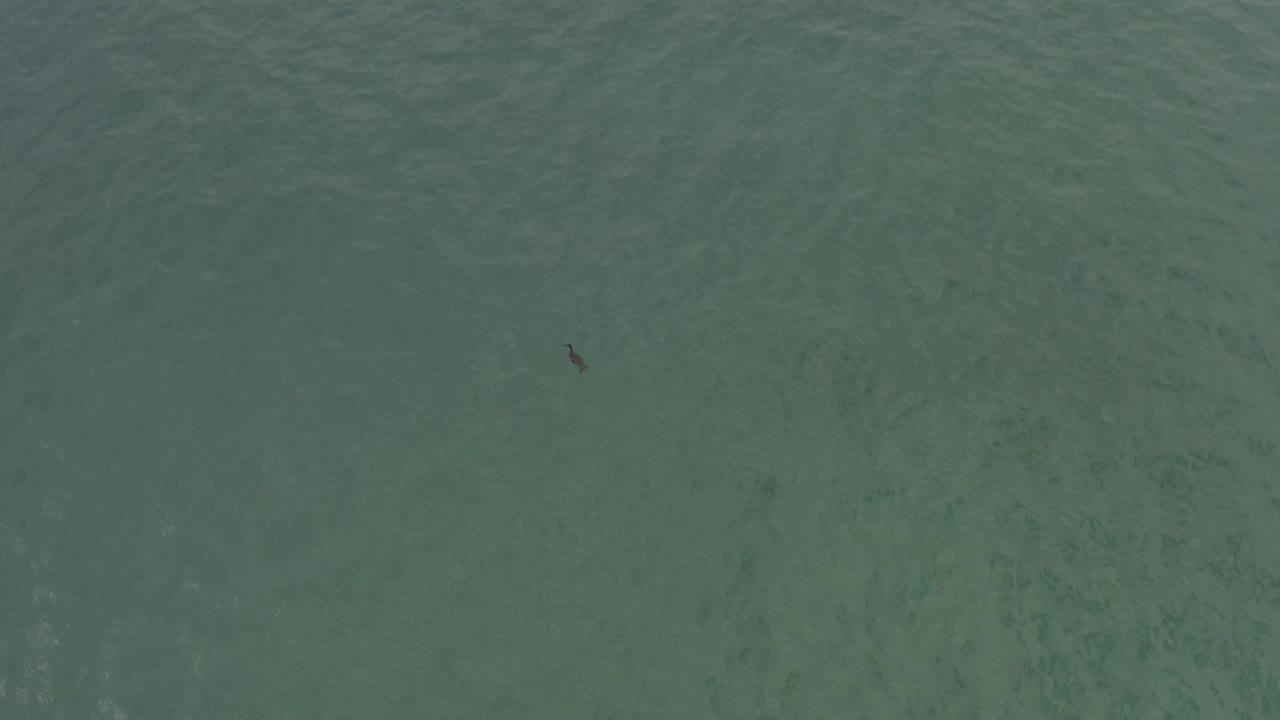 Bird above rippled sea in overhead view.