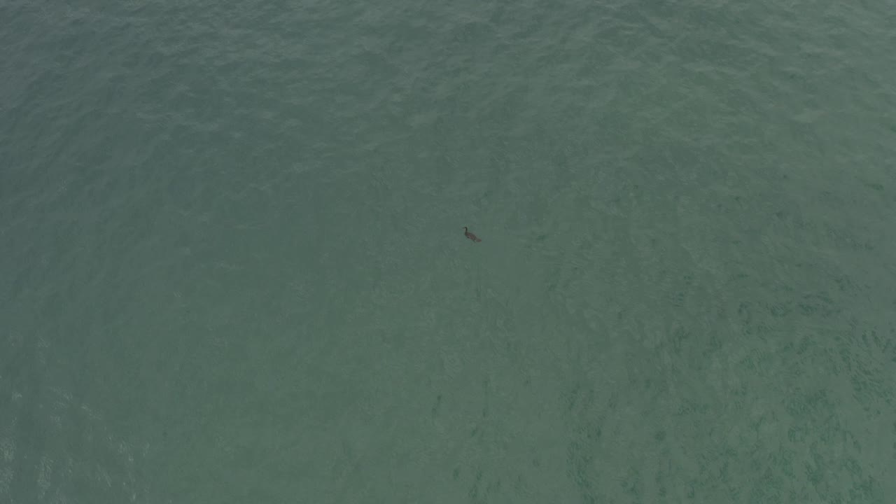 Small dark bird on muted green sea water.