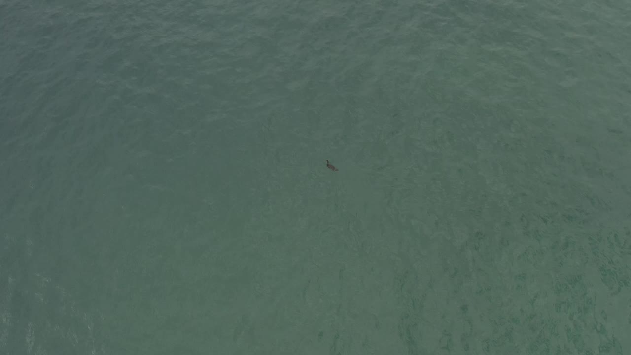 A tiny dark bird sits high in the frame on softly rippled green-blue sea in Baja California Sur, Mexico, with no visible people.