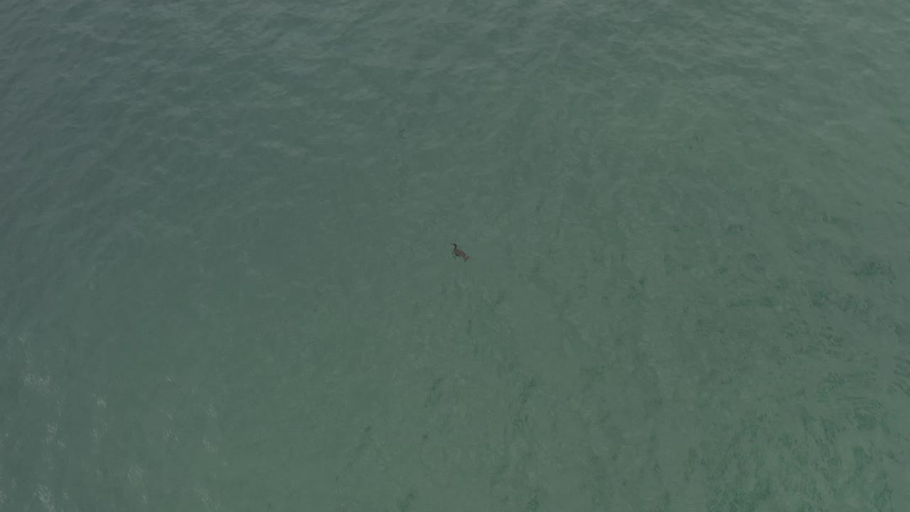 A small dark bird is visible toward the upper right portion of flat sea water in Baja California Sur, Mexico, with no visible people or shoreline.