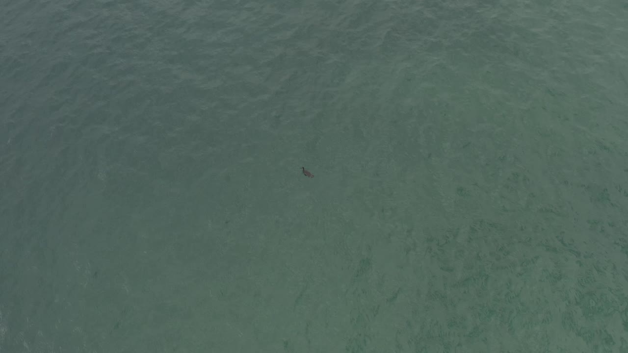 A dark bird speck appears left of center on calm green-blue water in Baja California Sur, Mexico, with no visible people, boats, or land.