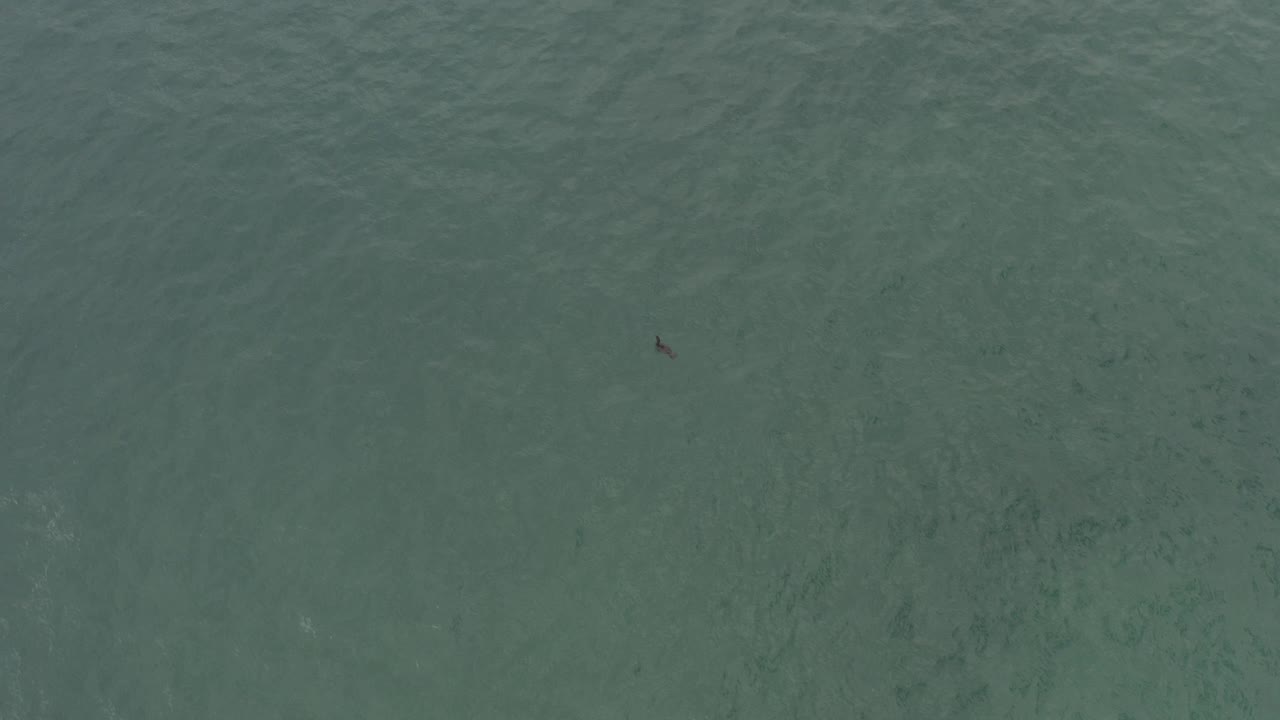 A small dark bird sits near the upper-left area of clear green-blue water in Baja California Sur, Mexico, with faint surface texture and no visible people.