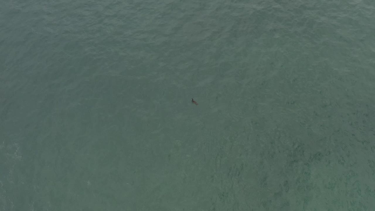 Small bird over open green-blue water with subtle ripples.