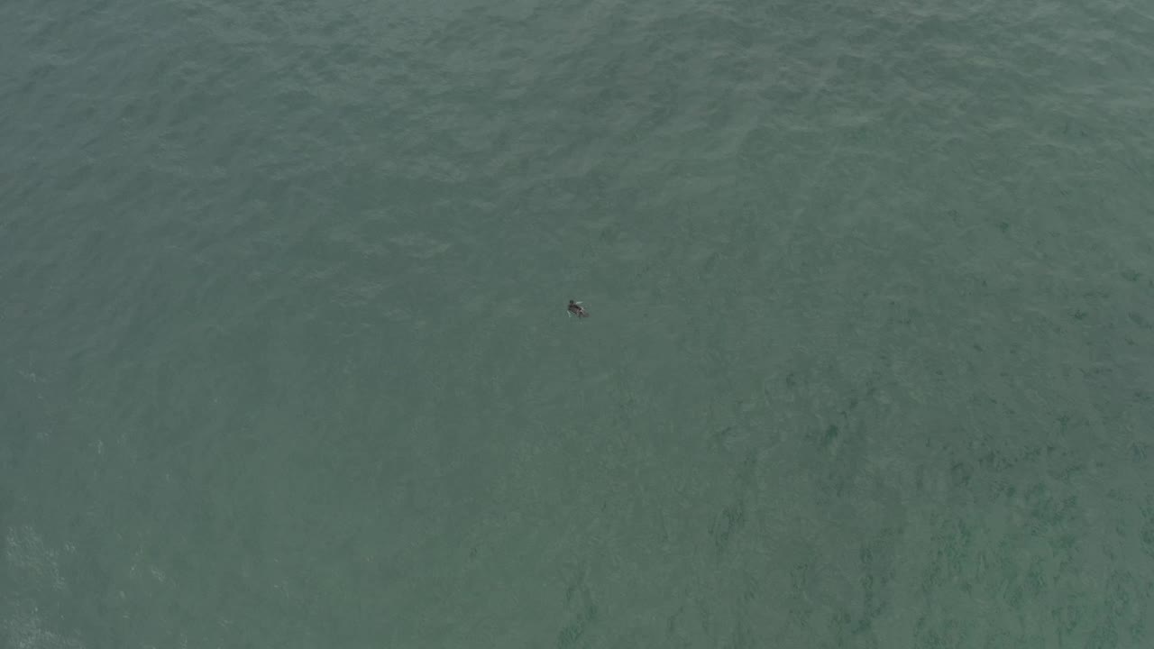 A tiny dark bird is visible near the upper-right area of clear sea in Baja California Sur, Mexico, above darker underwater patches and no visible people.
