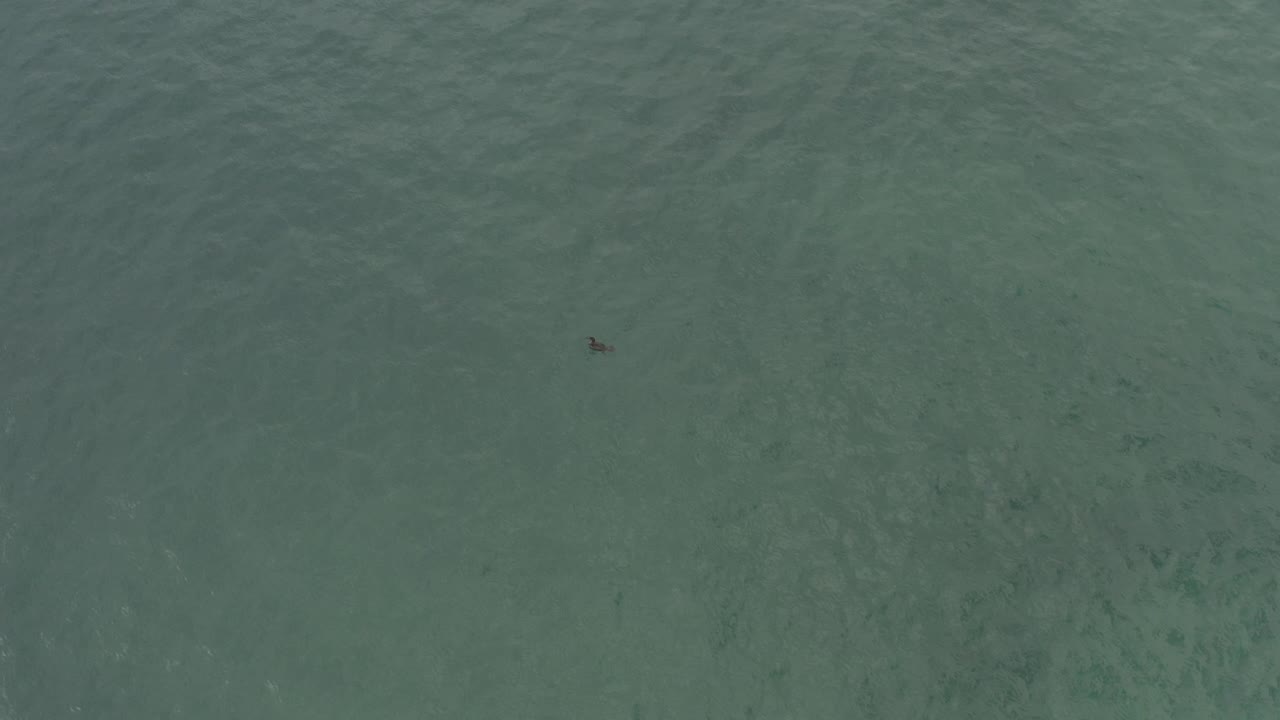 Overhead green water with a small dark animal shape near the upper area