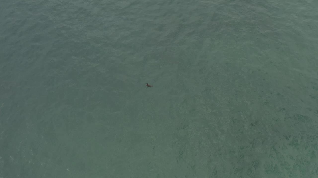 Aerial frame of green Baja California Sur water with a tiny dark animal shape near the top center and soft wave texture across the surface, with no visible people.