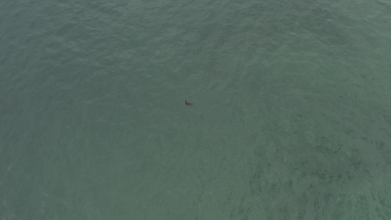 Overhead view of green coastal water in Baja California Sur, Mexico, with pale wave texture and a small dark animal shape toward the upper right, with no visible people.