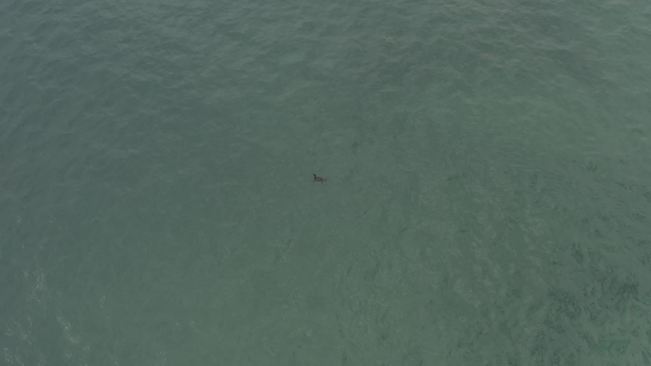 Aerial view of green water in Baja California Sur, Mexico, with a small dark animal shape in the upper left area and a brighter horizontal wave band below, with no visible people.