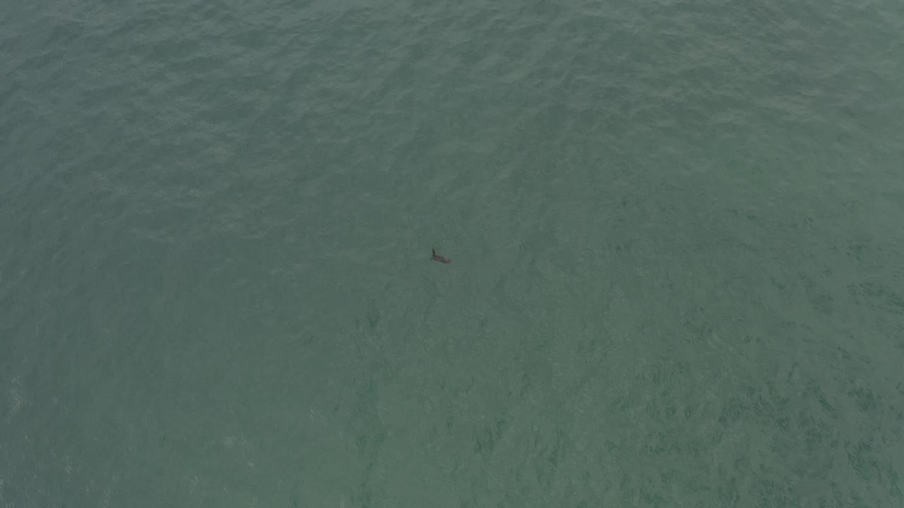 Overhead view of green-blue ocean water in Baja California Sur, Mexico, with a tiny dark fish-like shape near the upper-left area and no visible people.
