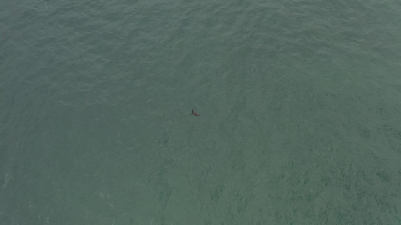 Aerial frame over Baja California Sur ocean water with faint wave texture and a tiny dark fish-like shape closer to the upper-center portion, with no visible people.