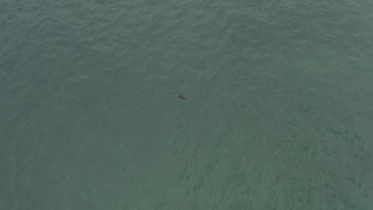 High overhead view of green-blue water in Baja California Sur, Mexico, showing a tiny dark fish-like shape near the upper-right area and no visible people.