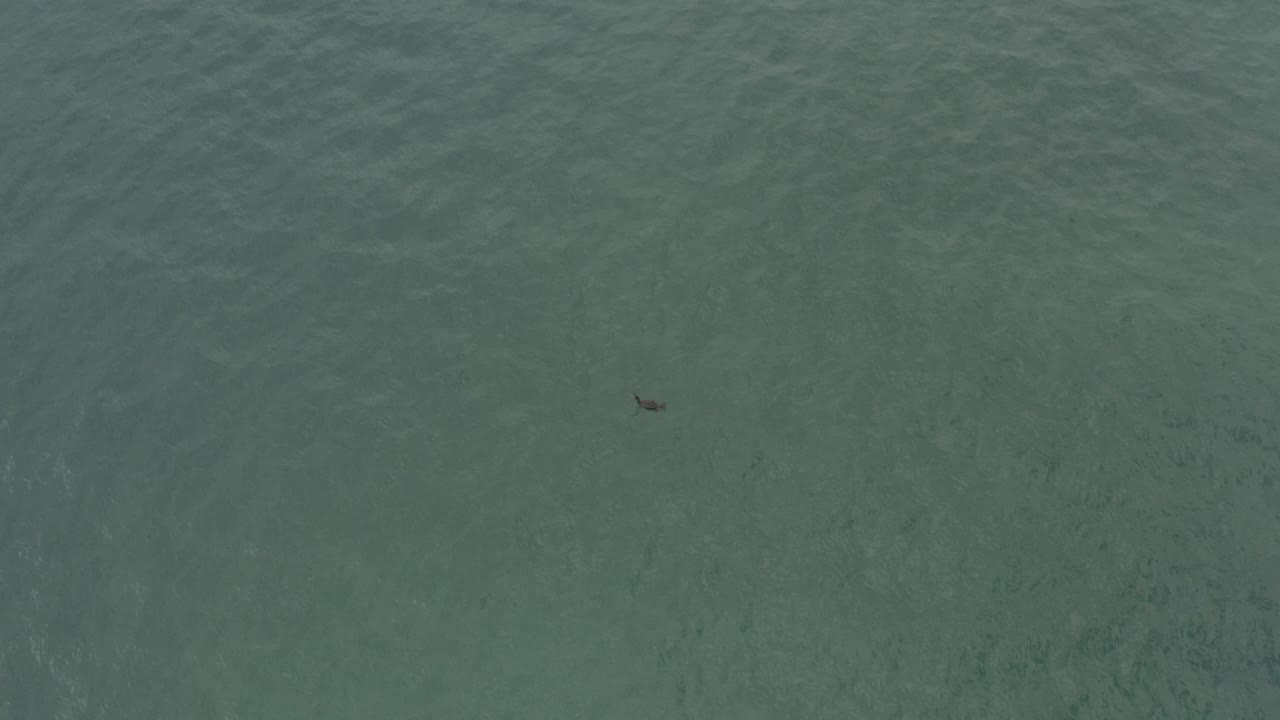 A small dark bird sits near the upper left area of green-blue water in Baja California Sur, Mexico, with no visible people.