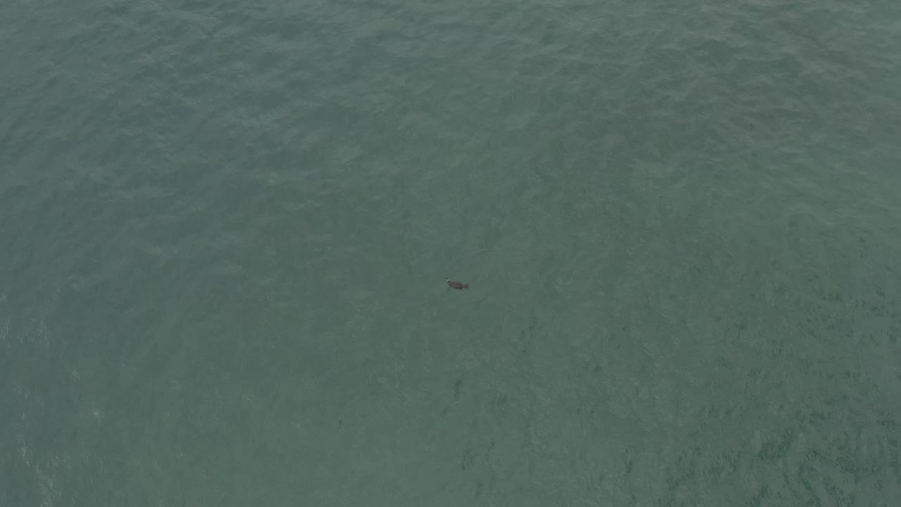 A tiny dark bird remains on the open rippled water in Baja California Sur, Mexico, framed with broad empty space around it and no visible people.
