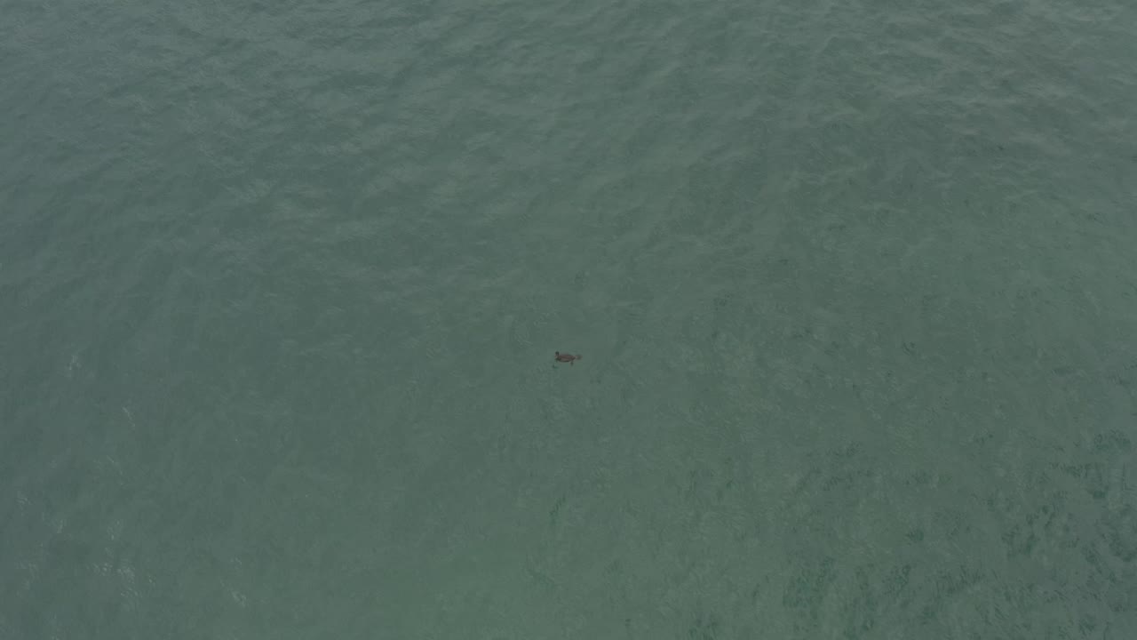 A small dark bird appears near the upper right portion of the overhead water view in Baja California Sur, Mexico, with soft ripples and no visible people.