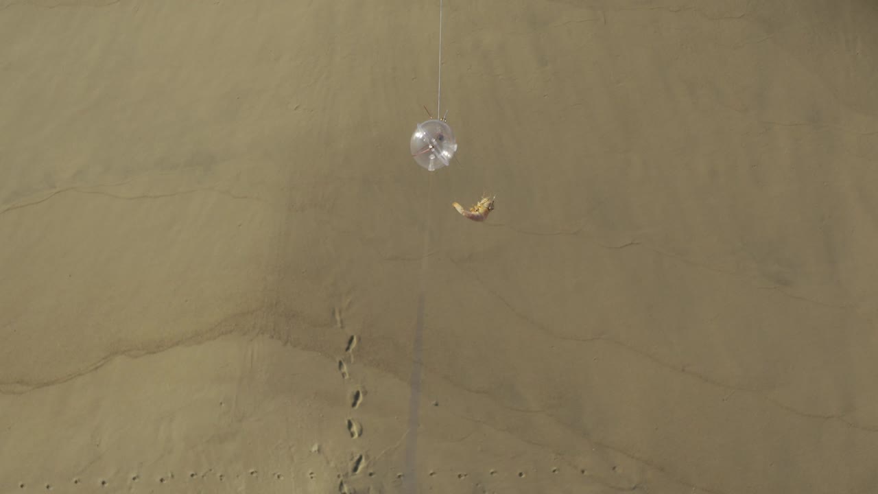 Overhead view of tan beach sand in Baja California Sur, Mexico, with scattered footprints, curved tire-like tracks, small foam marks near the waterline, and no visible people.