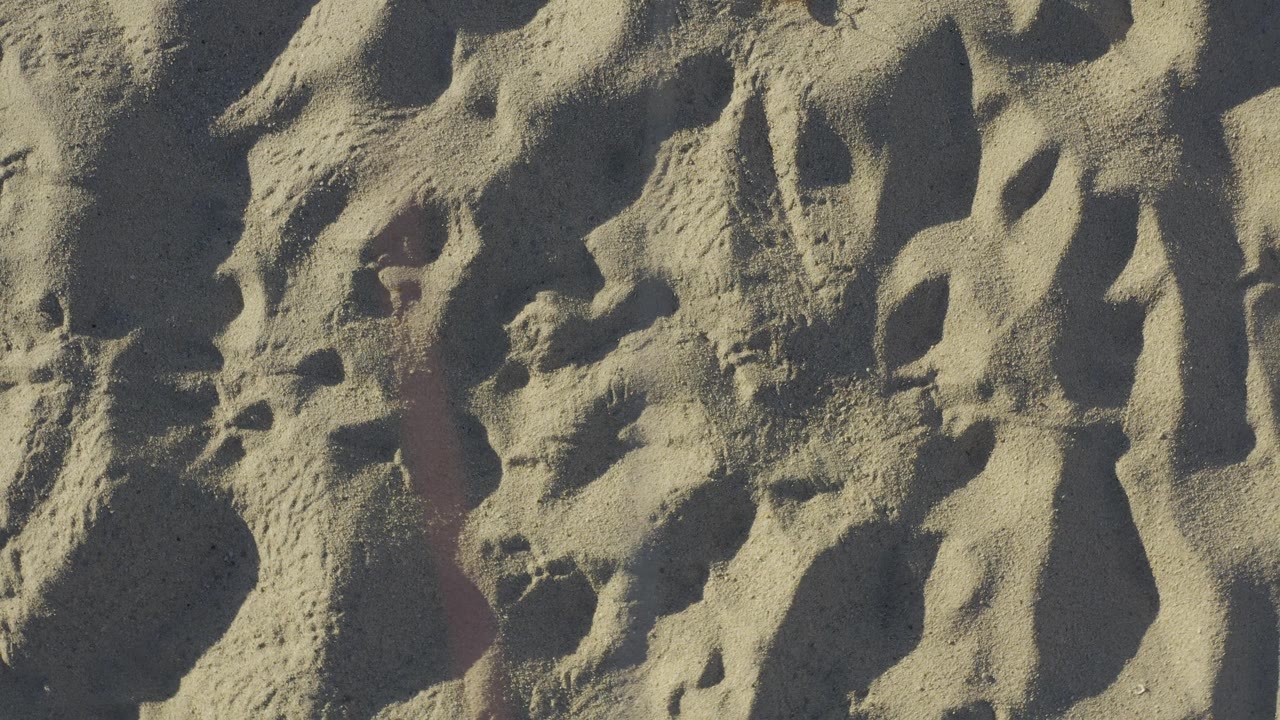 Overhead view of waffled sand texture in Baja California Sur, Mexico, showing clustered small holes, raised grainy mounds, and no visible people.