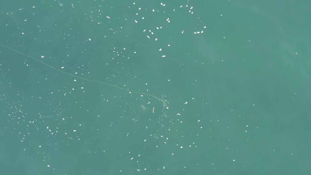 Overhead view of turquoise ocean in Baja California Sur, Mexico, with loose clusters of small bright fish-like specks and no visible people.