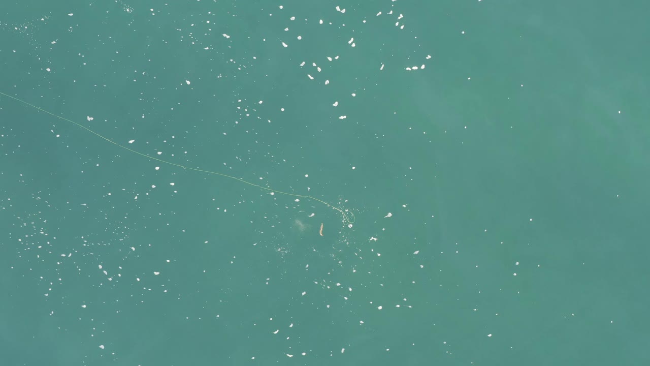 Aerial-style frame of Baja California Sur ocean water with dense small white fish-like specks near the top and open teal water below, no visible people.