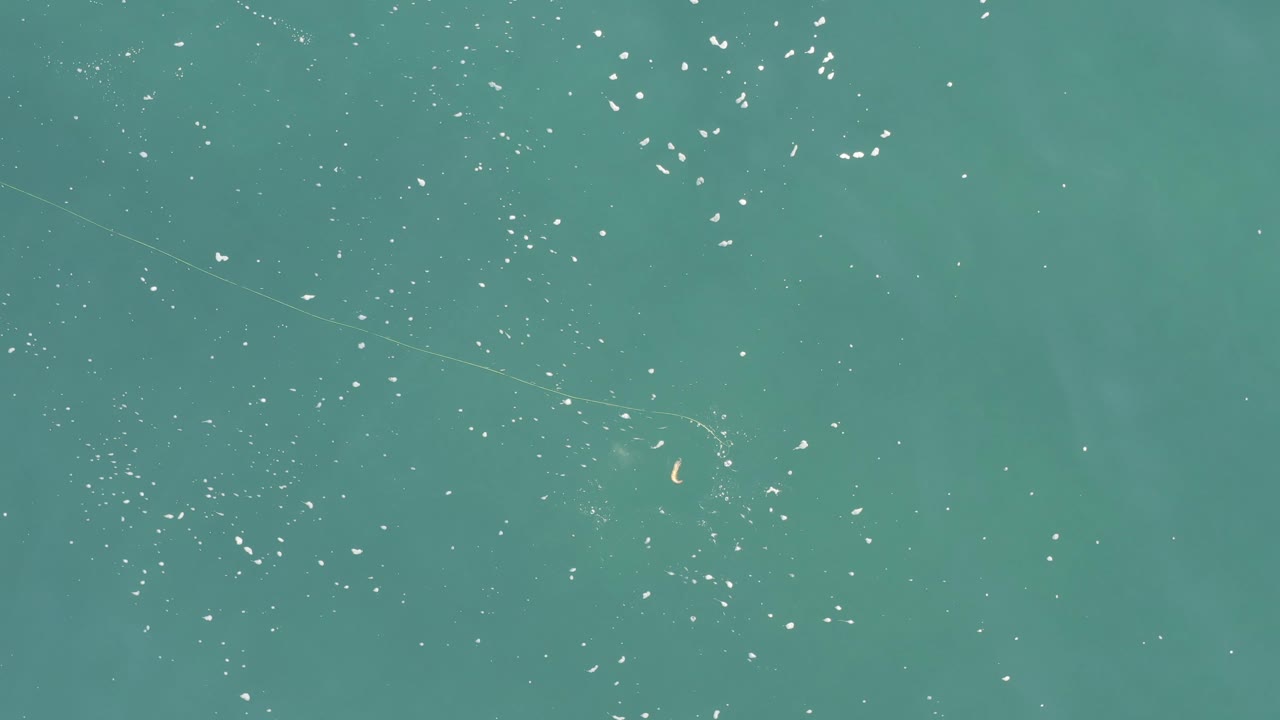 Overhead view in Baja California Sur, Mexico, where bright fish-like specks gather lower in the turquoise frame with soft cloudy green water tones, no visible people.