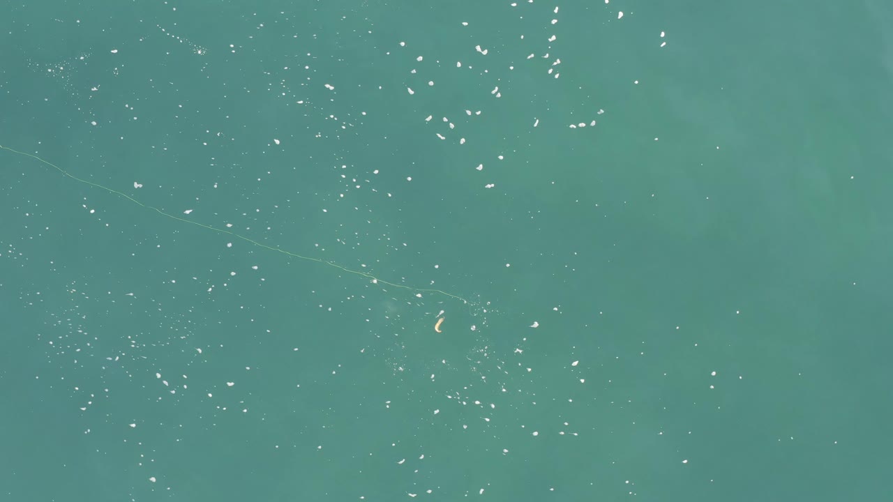 Turquoise water with clusters of white flecks across the surface.