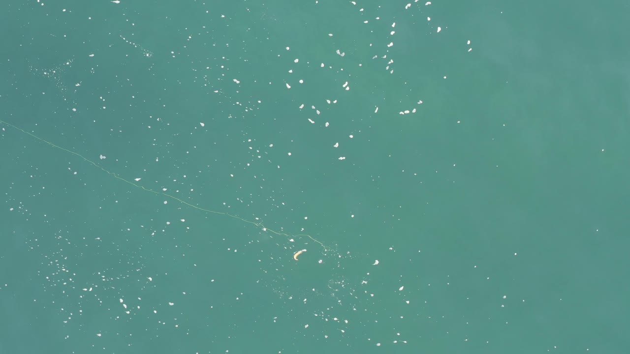 Top-down view of turquoise water in Baja California Sur, Mexico, where white specks are spread across the flat sea surface and no visible people appear.