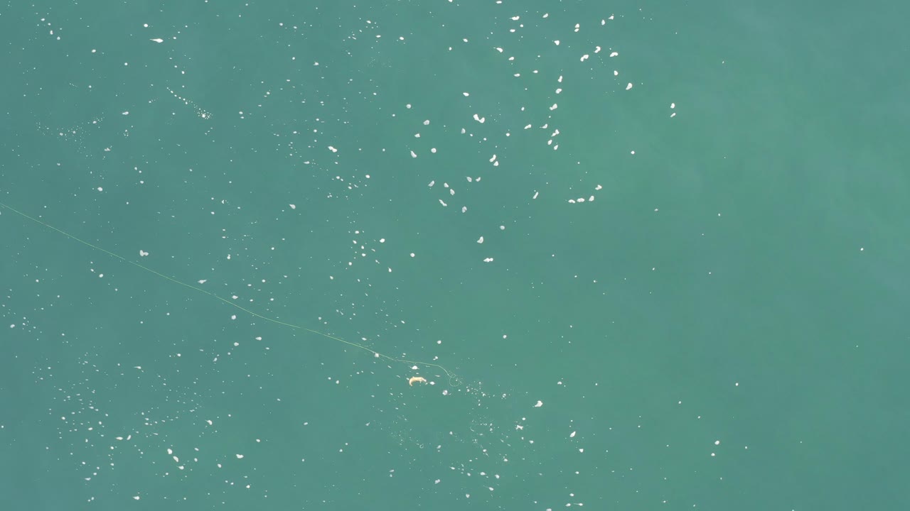 Overhead view of turquoise water in Baja California Sur Mexico with scattered small pale creatures and bright white surface flecks, no visible people.