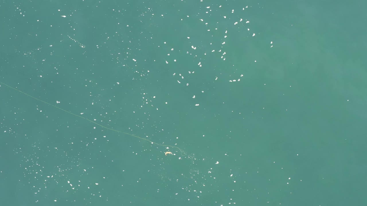Small pale creatures spread across blue green water with sunlit specks.