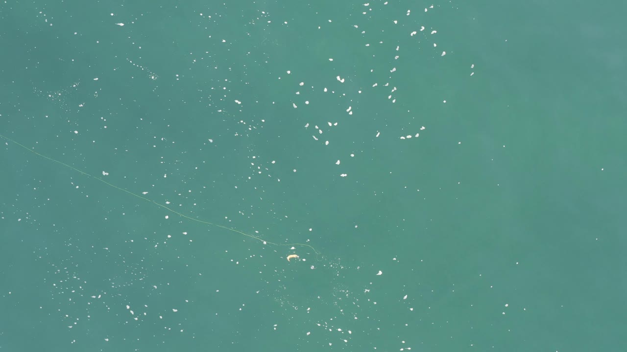 Overhead Baja California Sur water view with clustered white flecks near the upper area and tiny drifting creatures visible against the teal surface, no visible people.